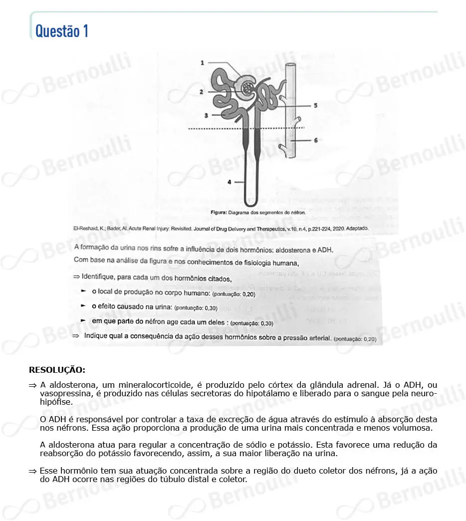 Questu00e3o 36 - Questu00f5es - 2024 - 2u00ba Semestre - BAHIANA