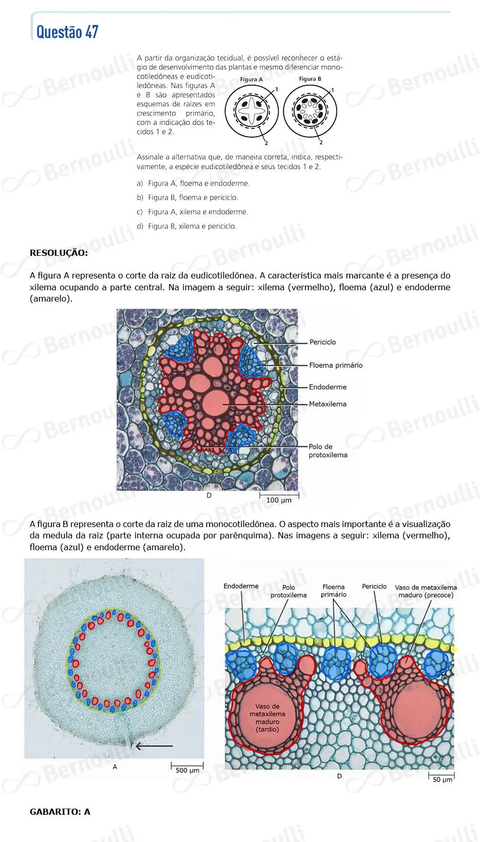 Questu00e3o 47 - Prova Q e Y - 2024 - 1u00aa Fase - Unicamp